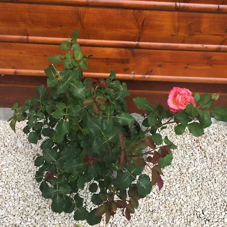 Kayman بيت خشبي